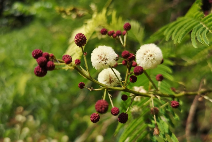 Hiking at Panti Rainforest